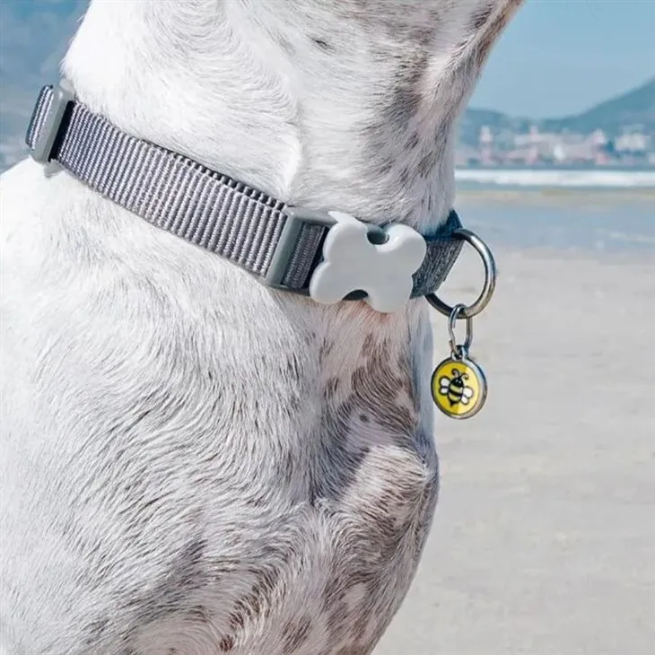 Grey Dog Collar