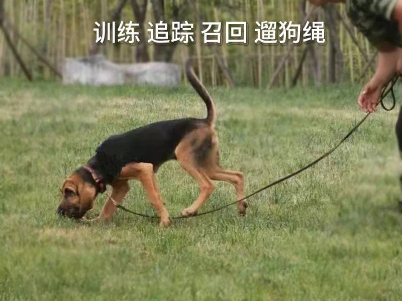 Long Training Leash factory