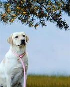 Bulk Order Of Round Dog Leashes Packed And Ready For Shipment