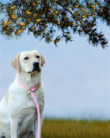 Bulk Order Of Round Dog Leashes Packed And Ready For Shipment