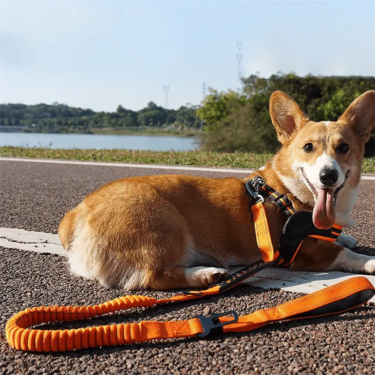 premium dog leash