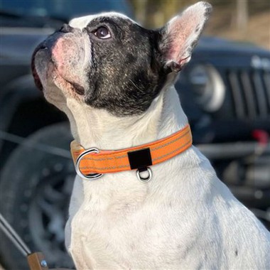 Why Choose IPeti For Pet Accessories?